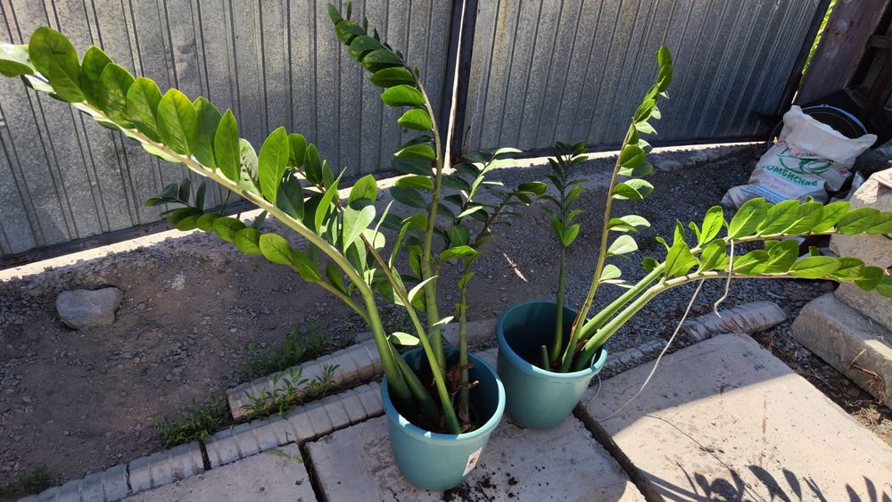 Замиакулькас высота цветка 1.170