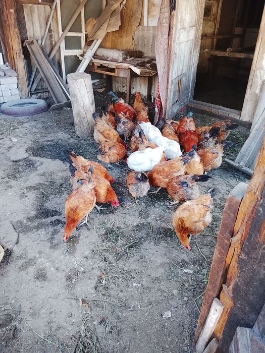 Продам кур кучинских