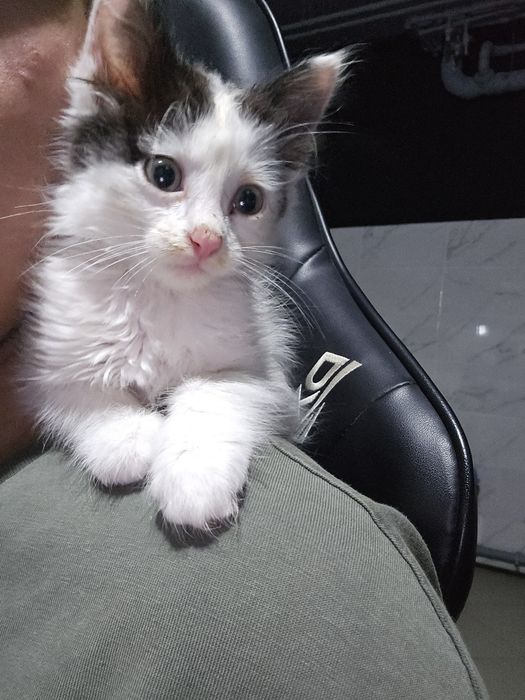 Котята отдам даром