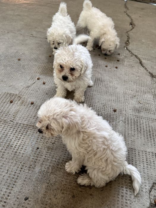Pui Bichon Maltez de vânzare - 4 cățeluși