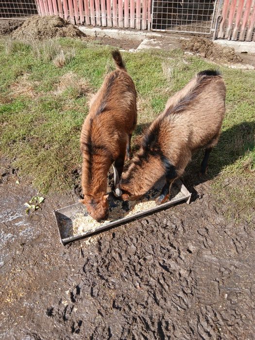 Iezi,masculi,rasa alpina-francezi