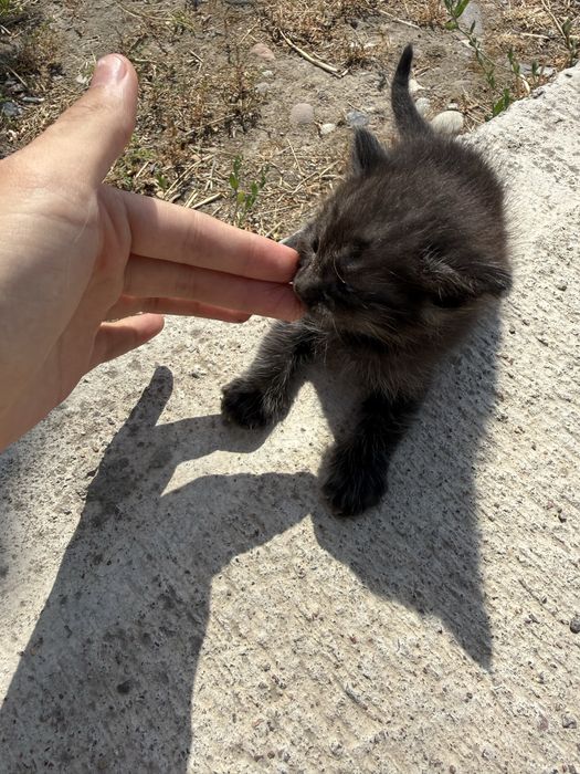 отдам в хорошие руки кошку с котятами