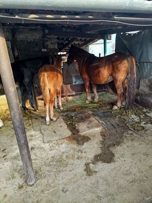 Бие сатылады құлыны мен