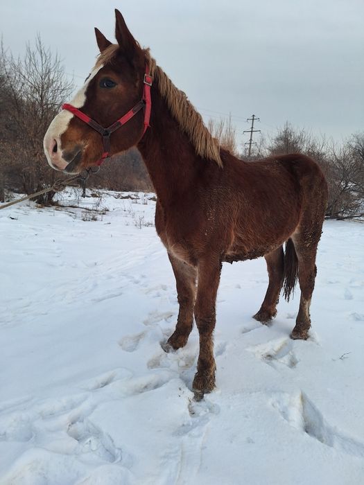 Продам жеребца советский тяжеловоз
