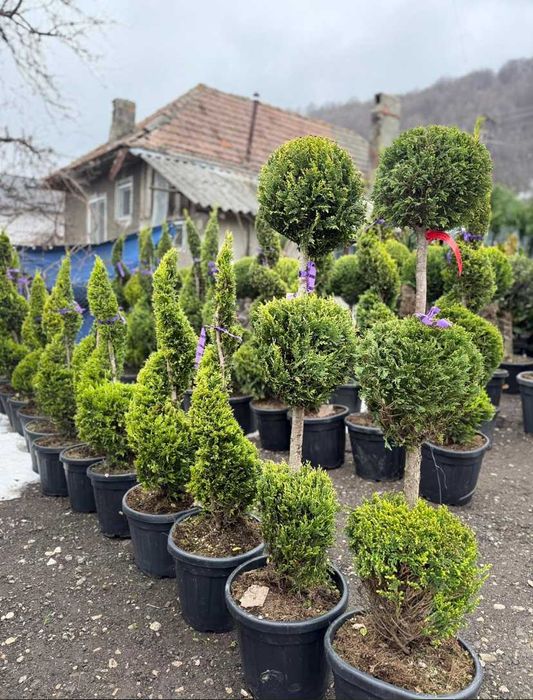 Plante Ornamentale pentru Amenajări Exterioare