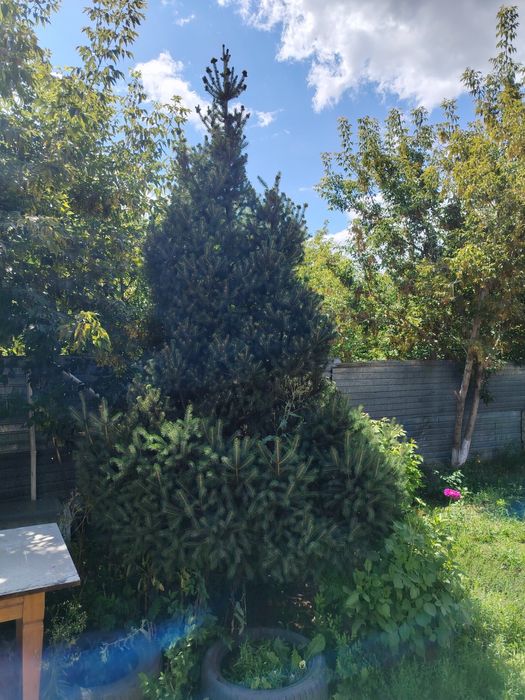 Продам пушистый ёлку 3.5 метра