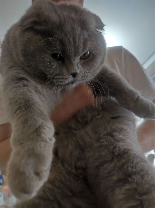 Scotish fold shatlandiya sotiladi