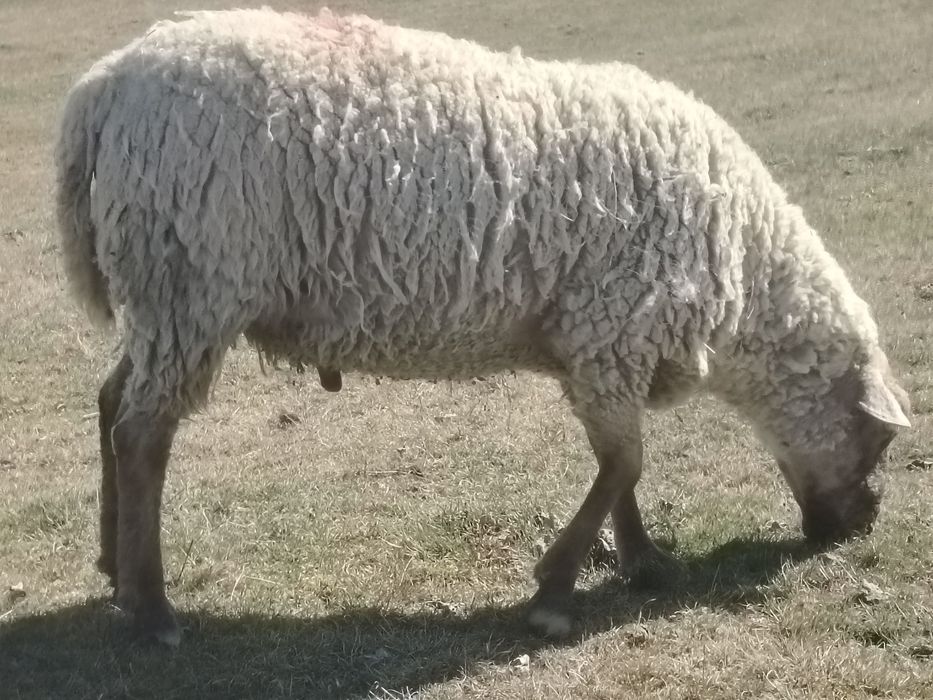 Miei țigăi de vânzare