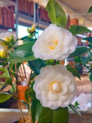 Камелия Японская Роза