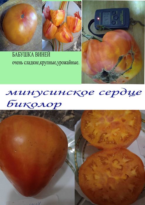 продам емена томатов и перцев