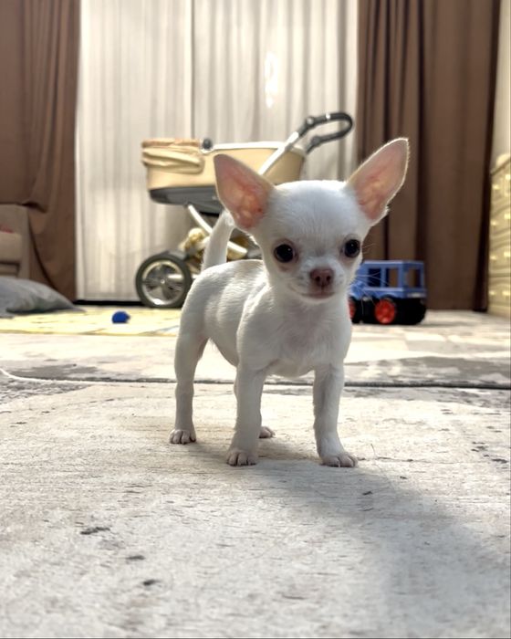 Продается Чихуахуа мини , тип кобби бэби фейс