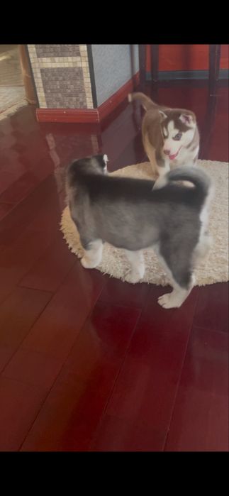 Шоколадная 40 ка дневная девочка хаски