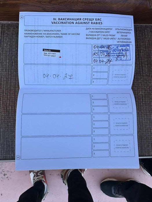 Куче белгийска овчарка