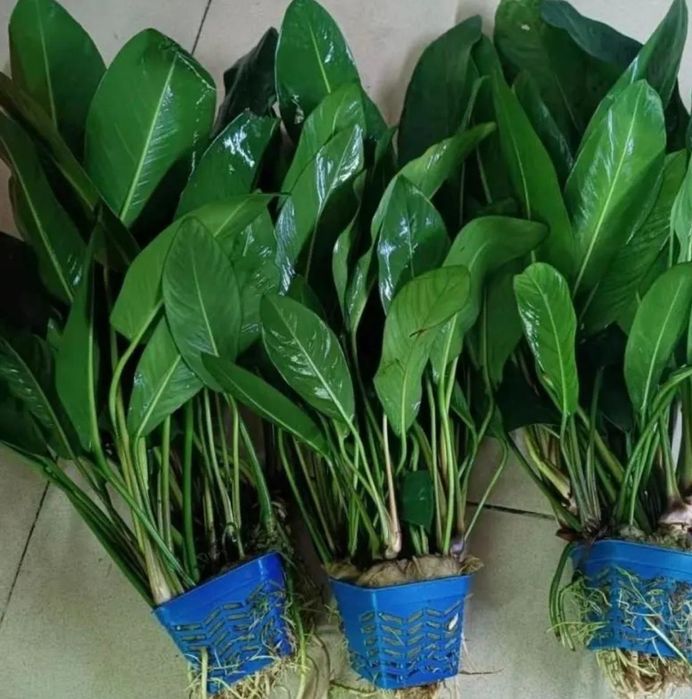 Аквариумные растения. Анубиас