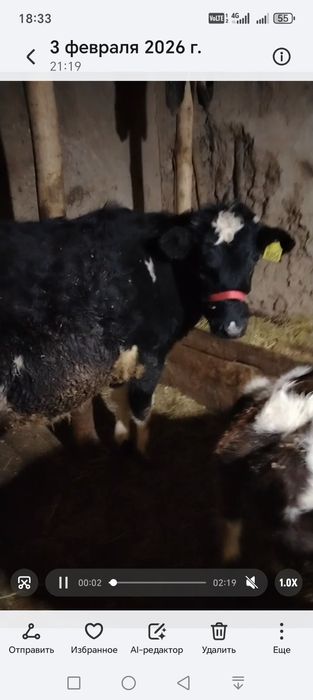 Пародали гунажин сотилади