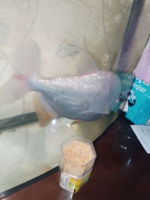 Рыба пиранья паку