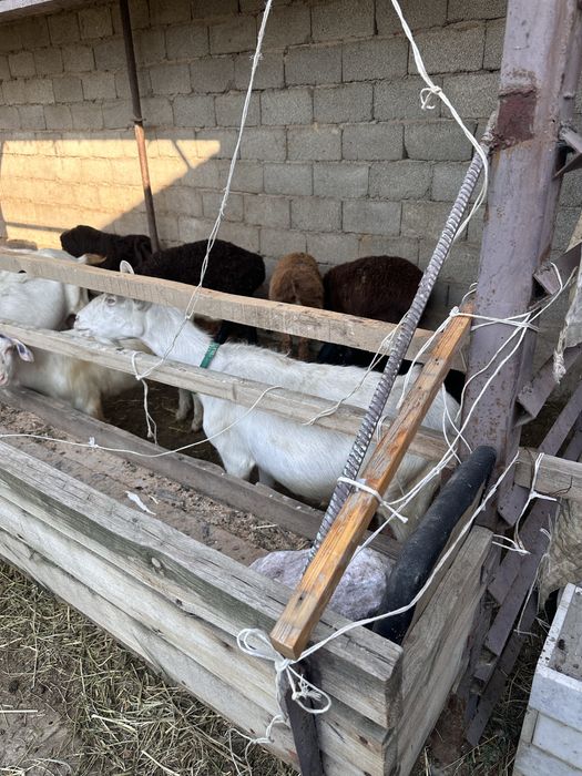Ешкі сауынды багасын келісеміз