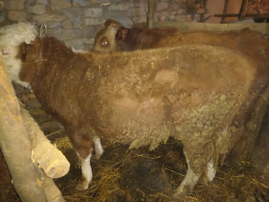 Продам быков подсосные