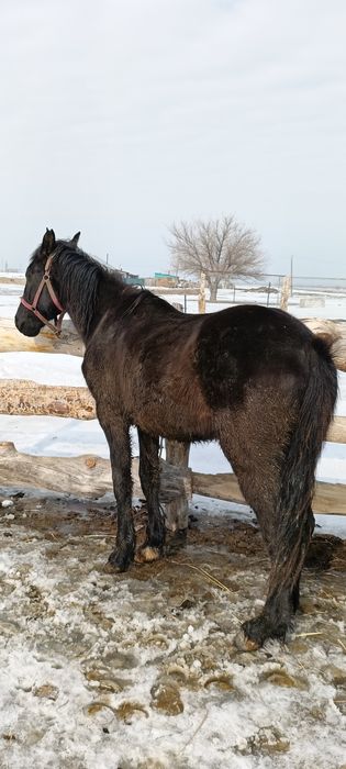 Бұзаулы сиырлар сатылады
