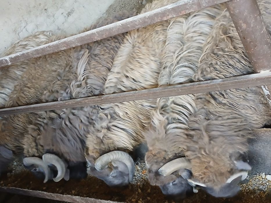 Qôchqorlar sotiladi