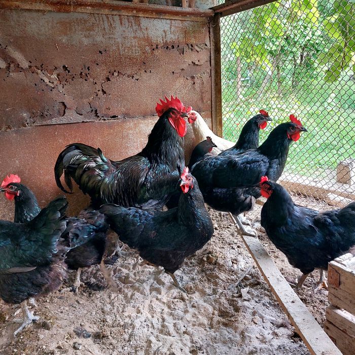 Тухумлар сотилади