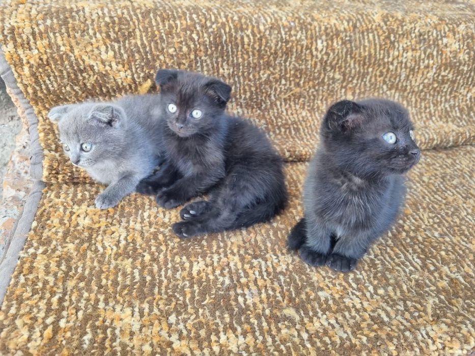 Котята кошки марғау