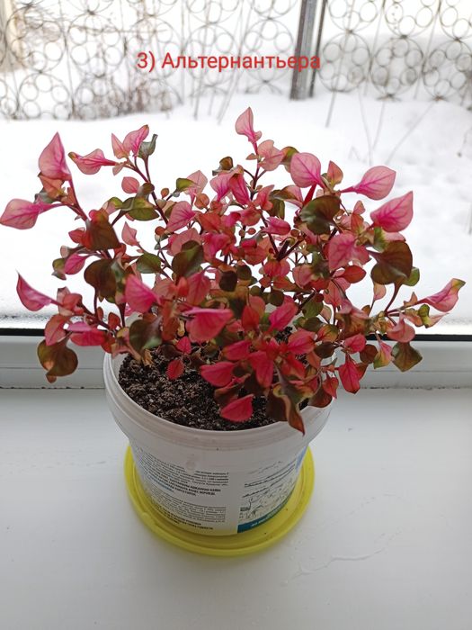 Продам комнатные цветы