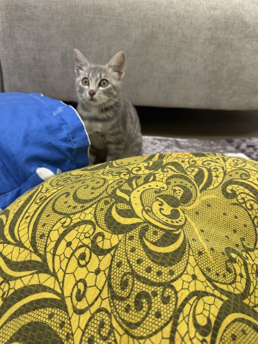 Отдам котенка……………