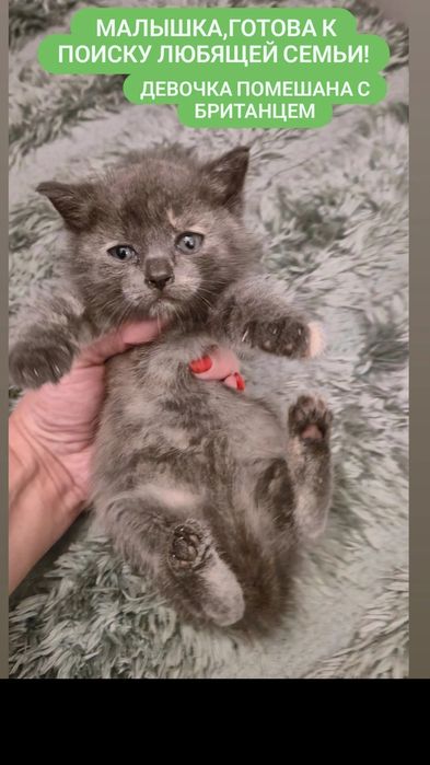 Котёнок помесь с британцем