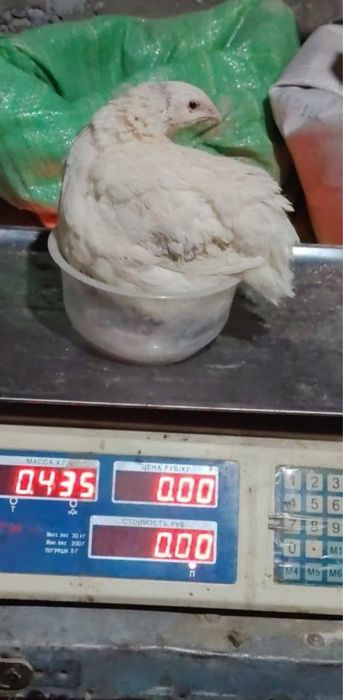 Белый гиган зотли беланалар