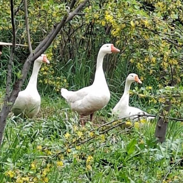G'oz sotiladi srochno