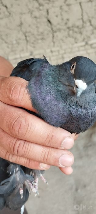 Кабутар сотилади