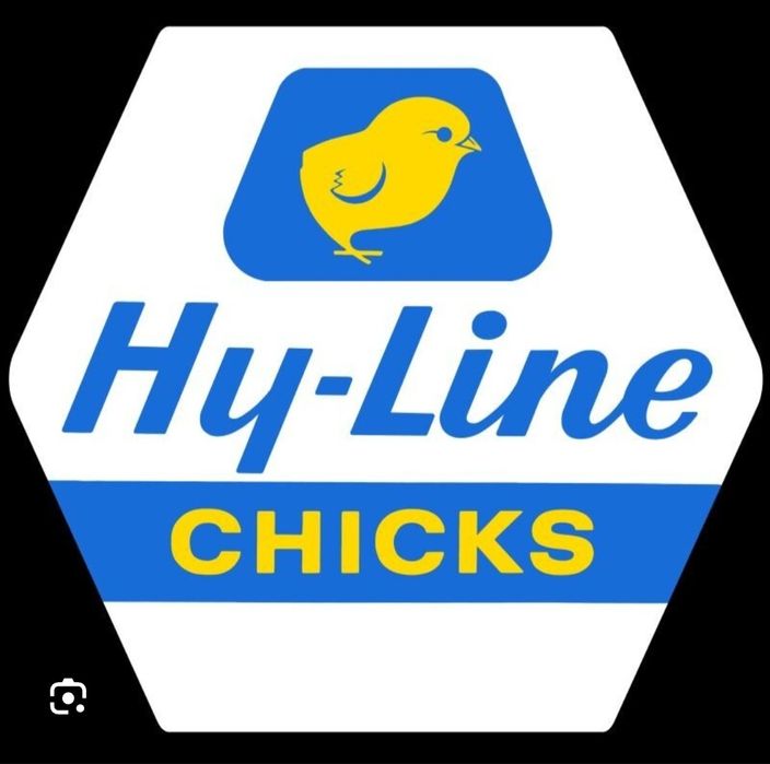 Хаммаси 100 % товук чикади.  Хай-лайн жужалари Jojalar