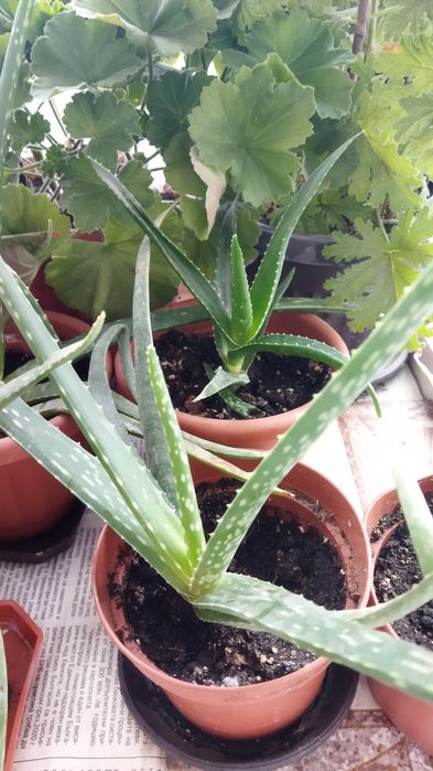 Лечебни растения алое