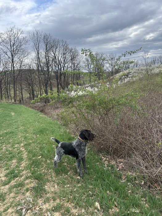 Disponibil mascul 12 luni