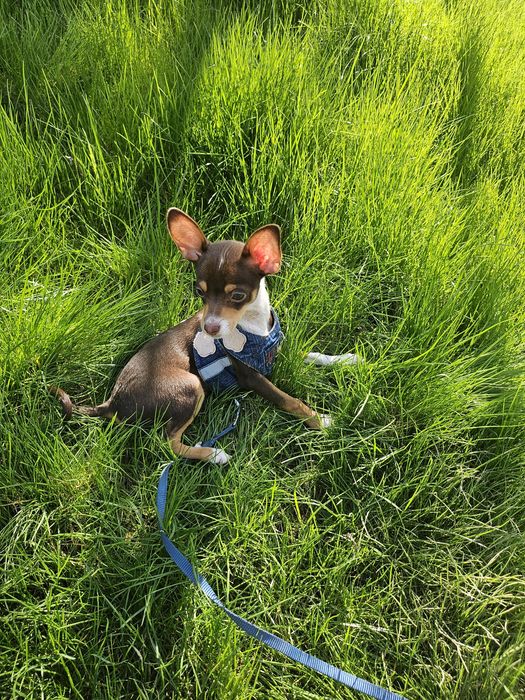 Продам щенка той терьера