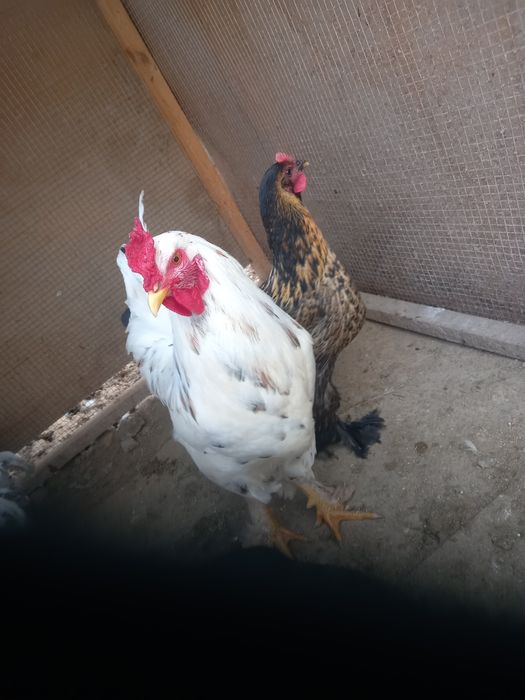 brama xurozlar sotiladi