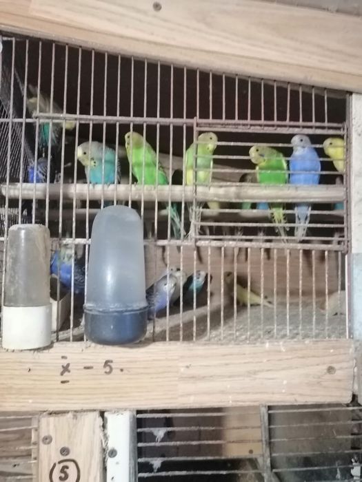 Papagali  Perusi de vanzare