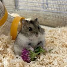 Хомяки джунгарские