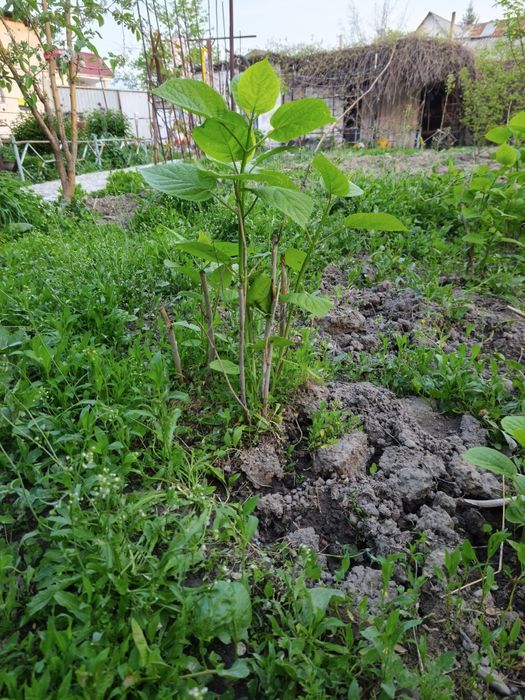 Гортензия белая морозостойкая