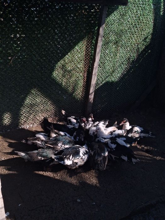 Vand rațe leșești