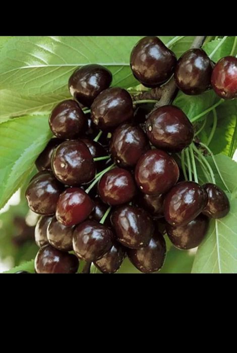 Vând pomi fructiferi