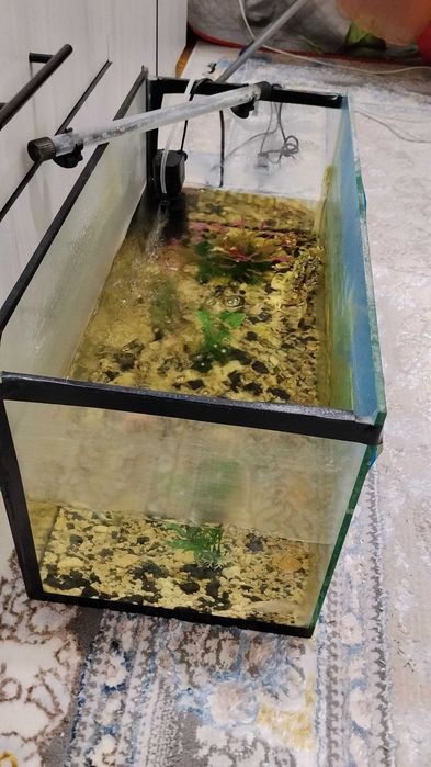 AKVARIUM baliqlari bilan