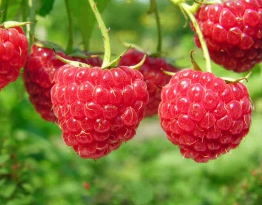 Продам домашнюю малину