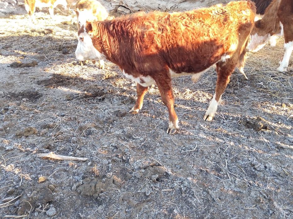 Продам бычков 2 гол