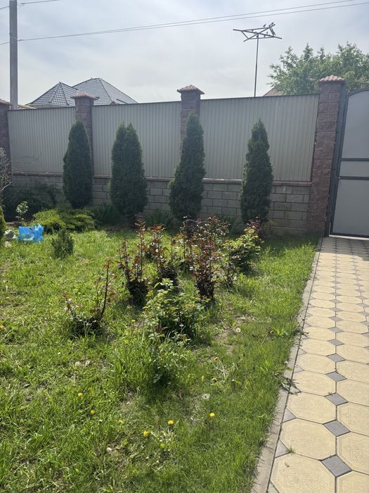 Маживельник для сада