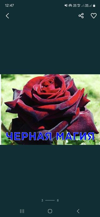 Розы Саженцы оптом