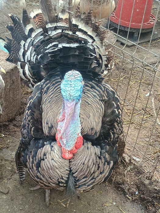 Ouă de curci Narragansett