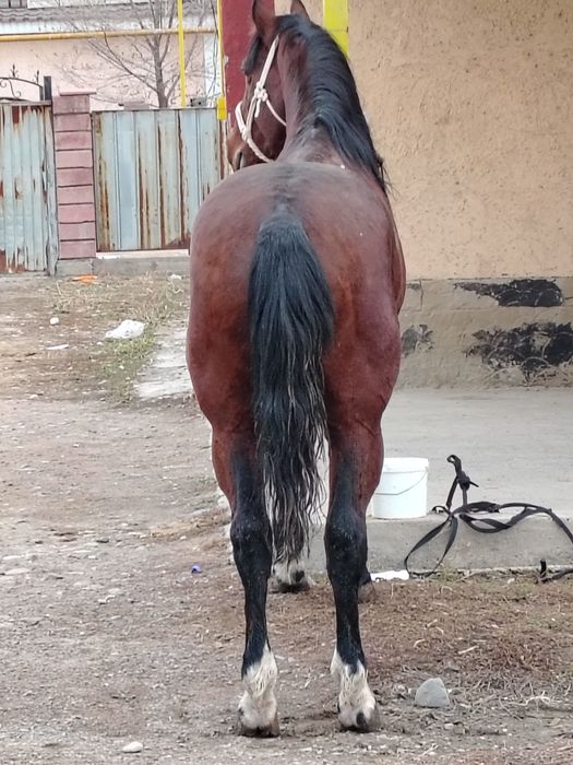 Здоровый опетита мощный