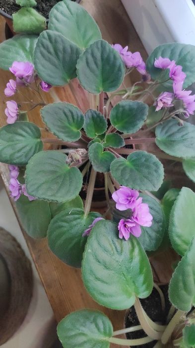 Фиалки молодые цвет